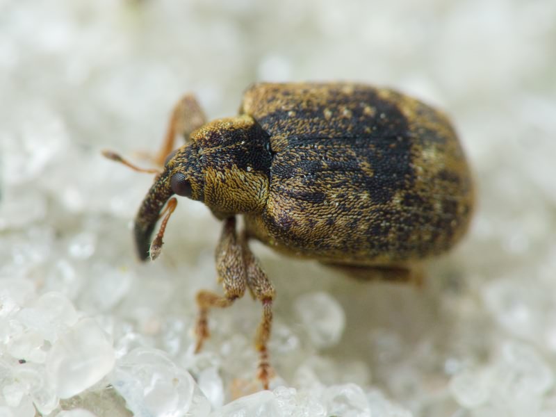 Stereonychus fraxini (De Geer, 1775)